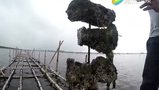 渔乐圈乌东哥带你看海里生蚝。吃看得见的生蚝，吃知道来源的生蚝