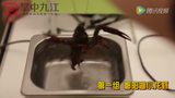 九江小龙虾超声波实验